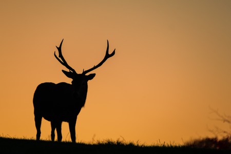 Silhouette of a large red stag with background golden morning skyの写真素材