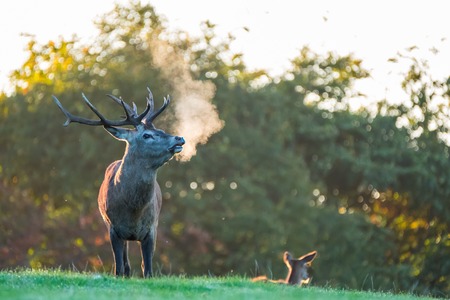 Portrait of red deer stag under golden morning lightの写真素材