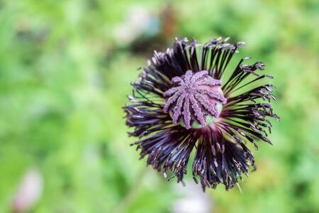 Close up view of a poppy seed pod after the pedals have droppedgの写真素材