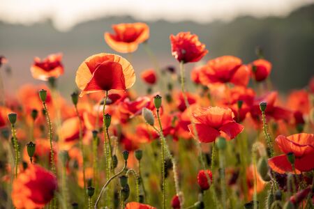 Close Up View of Poppy Flowers at Dawn Near Brewdleyの写真素材