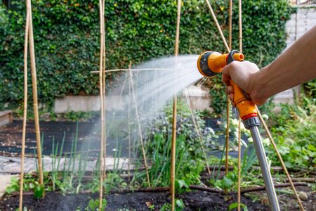 Watering of home grown vegetables in hot and dry summer monthsの写真素材