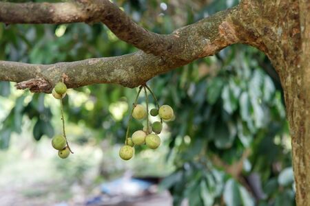 Langsat or Duki fruits hanging from tree branches in an orchard.