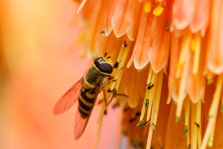 A Bee is Seen Gathering Nectar on an Orange Flower