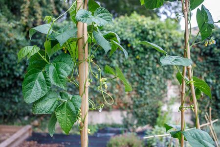 French bean plants growing well on bamboo support in a home garden