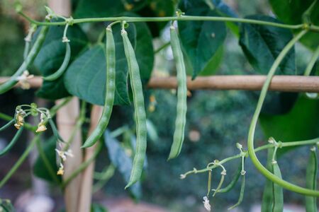 A few French Bean are seen growing on a climbing plant