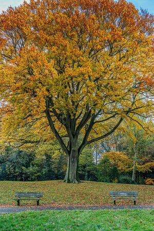Golden Autumn color in Grove Park in Harborne.の写真素材