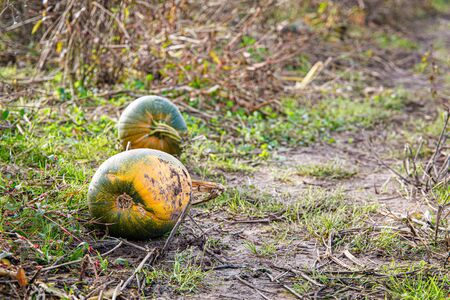 Pumpkins seen on the ground of a pumpkin farm in Autumn.の写真素材