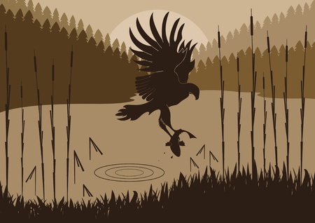 Osprey hunting in wild nature foliage illustrationのイラスト素材