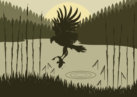 Osprey hunting in wild nature foliage illustrationのイラスト素材
