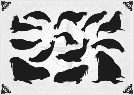 オットセイの写真素材 イラスト素材 ストックフォトのamanaimages Plus