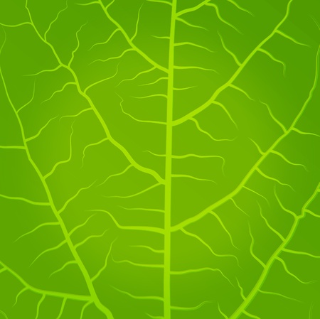 Fresh, green tea leaves vector backgroundのイラスト素材