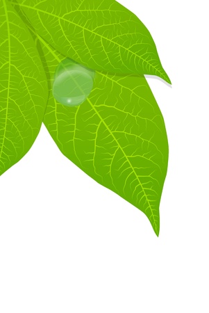 Green leaves background for posterのイラスト素材