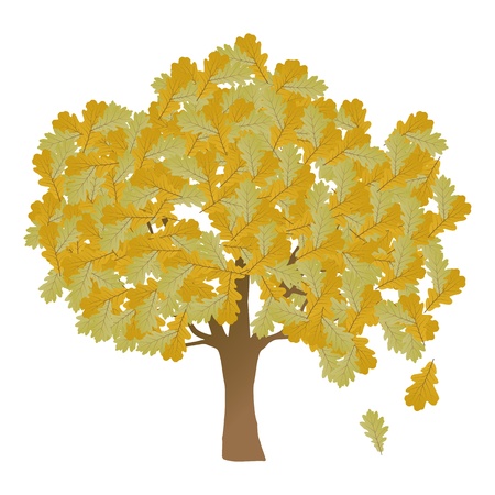 Autumn oak tree leaves vector background for posterのイラスト素材