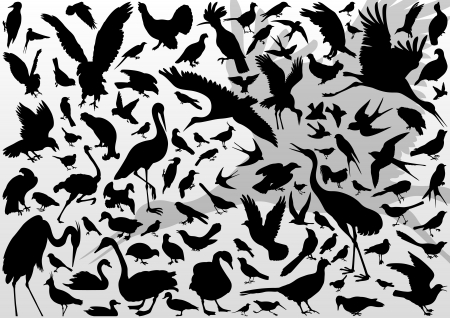 Big and small birds detailed illustration collection background vectorのイラスト素材