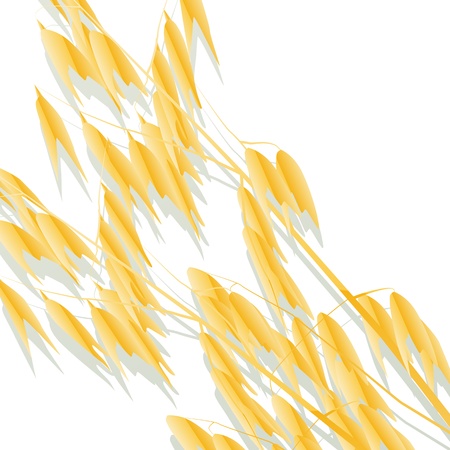 Oats background vector for posterのイラスト素材