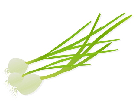 Green onions and spring onions detailed illustration background のイラスト素材
