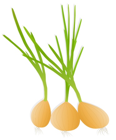 Green onions and spring onions detailed illustration background のイラスト素材