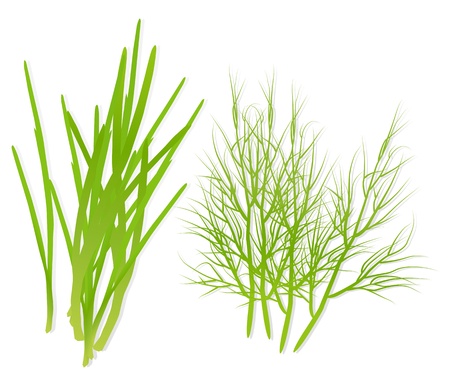 Green spring onions and dill detailed illustration background のイラスト素材