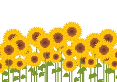 Yellow sunflowers backgroundのイラスト素材