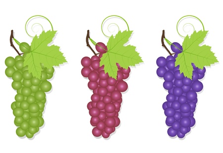 Grape background ecology conceptのイラスト素材