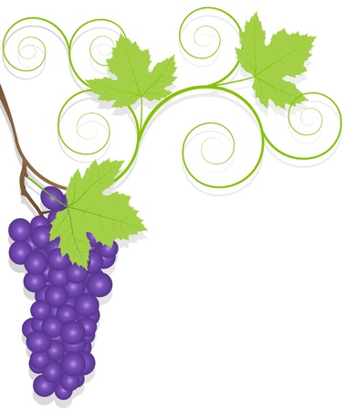 Grape background ecology conceptのイラスト素材