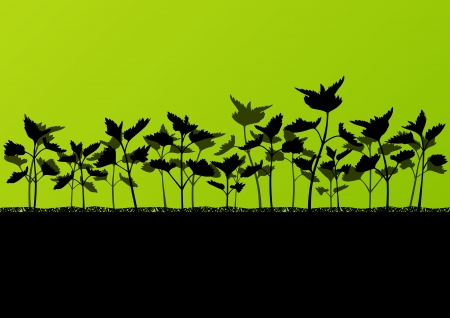 Nettles wild herbs plants detailed silhouettes illustration backgroundのイラスト素材