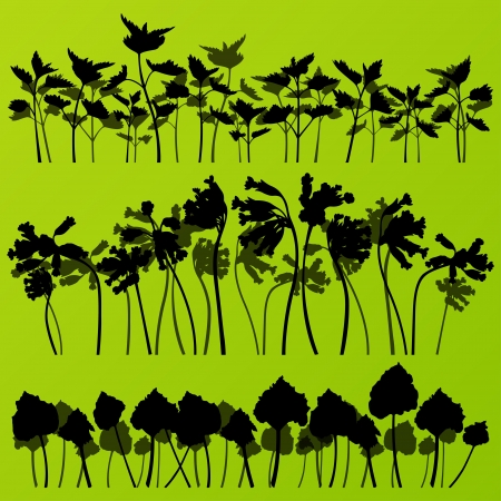Wild nettle, rhubarb and larkspur plants detailed silhouettes illustration collection backgroundのイラスト素材