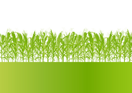 Corn field detailed countryside landscape ecology illustration background vectorのイラスト素材