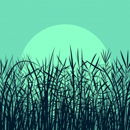Grass, reed and wild plants detailed silhouettes illustration background vector in moonlightのイラスト素材