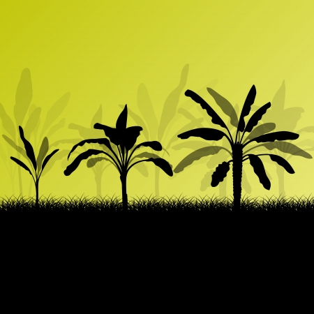 Exotic banana tree plants plantation detailed silhouette landscape illustration background vectorのイラスト素材