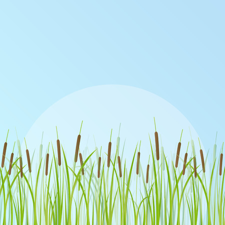 Cattail detailed illustration background vectorのイラスト素材