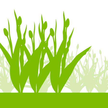 Tulips spring seasonal flower garden ecology concept detailed illustration background vectorのイラスト素材