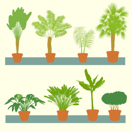 Home plants, green palms, bushes in pots set vector background illustration collectionのイラスト素材