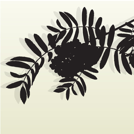 Mountain ash tree rowan berries tree branch leaves with berry vintage vector backgroundのイラスト素材
