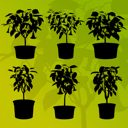 Datura flower or angels trumpet- Brugmansia suaveolens vector backgroundのイラスト素材