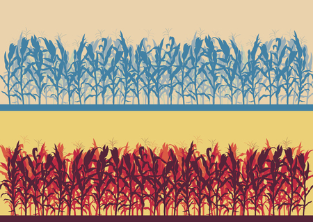 Corn field evening or morning light landscape vector backgroundのイラスト素材