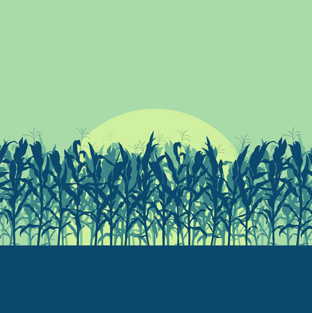 Corn field evening or morning light landscape vector backgroundのイラスト素材