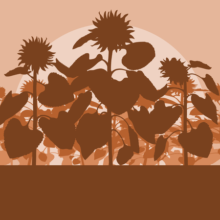 Blooming sunflowers field vector background landscape with sunsetのイラスト素材