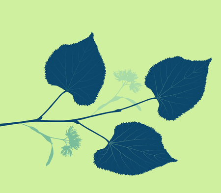 Lime blossom linden tee vector background with vintage colorsのイラスト素材