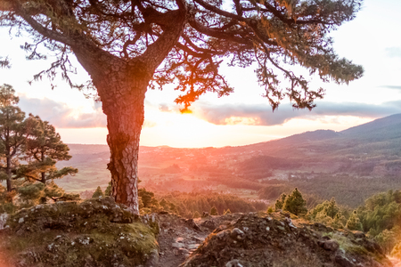 Sunrise or sunset in La Palma, Canary Islands with a fiery glow behind the mountains viewed from a rocky peak across the valley with an old evergreen treeの写真素材
