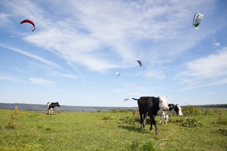 Cows on the field near a river under blue skyの写真素材