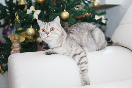 cat lays on the white sofa near christmas treeの写真素材