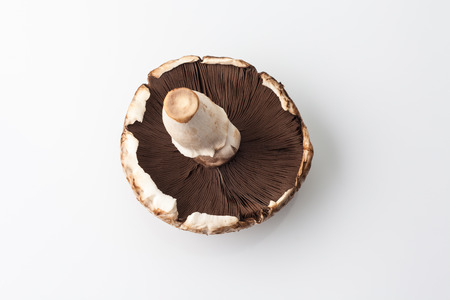 One big brown champignon mushroom on white background upside downの写真素材