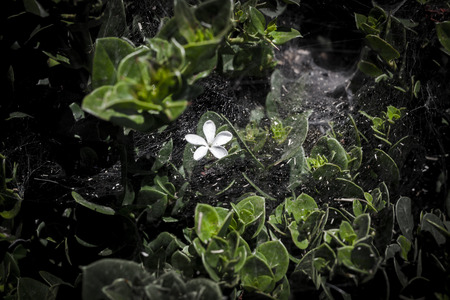 White flower in a middle of a green bush covered with spiderwebの写真素材