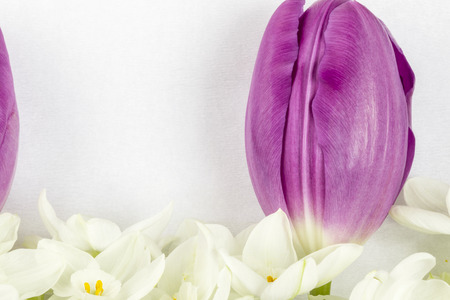 Purple tulip and white narcissuses at the bottom in line on white textured backgroundの写真素材
