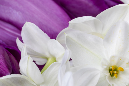 White narcissuses flowers with purple tulip petals on background floral closeupの写真素材