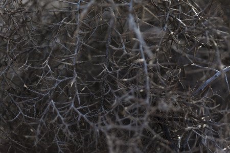 Dry dark dead plant with thorns on branches