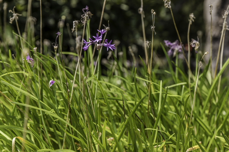 Wild garlic plant purple flower and green leaves