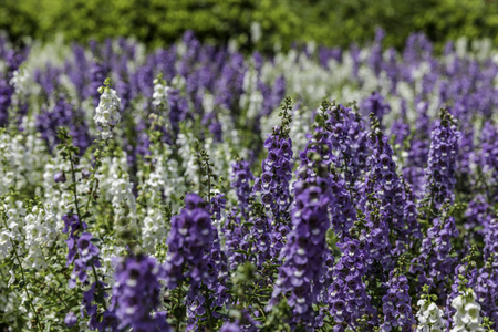 Purple and white flowers mixed on garden bed in sunlight with green bushes on backgroundの写真素材