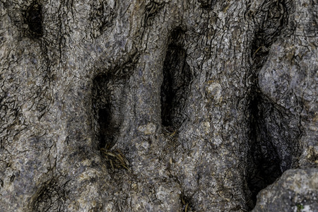 Rough brown black bark tree stem base with holes and fallen leaves abstract background closeupの写真素材